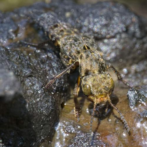 Réf. 286 578 : Ontholestes tessellatus