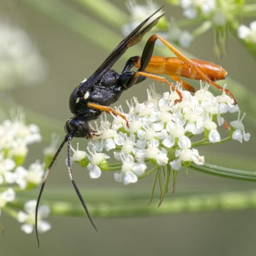 Réf. 286 658 : Amblyjoppa fuscipennis