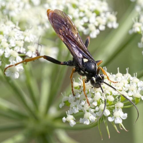 Réf. 286 659 : Amblyjoppa fuscipennis