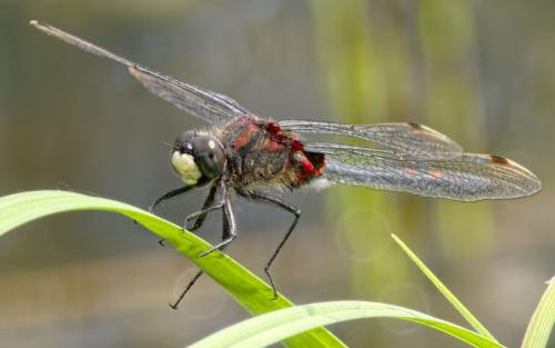 Leucorrhinia dubia