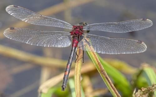 Leucorrhinia dubia