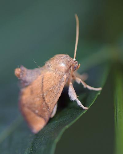 Réf. 286 179 : Apoda limacodes