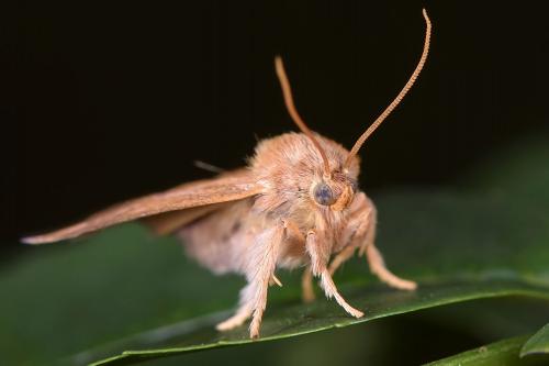 Réf. 286 181 : Apoda limacodes
