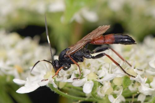 Réf. 286 277 : Stenichneumon culpator