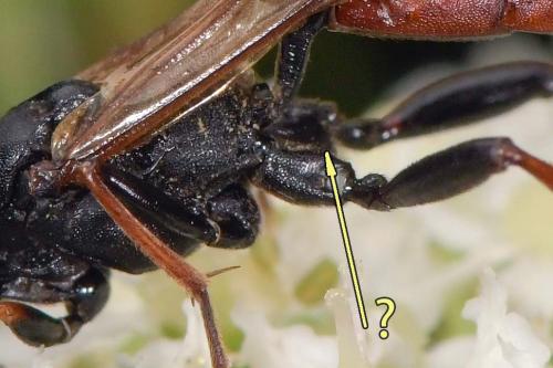 Réf. 286 896 : Stenichneumon culpator