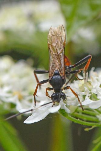 Réf. 286 278 : Stenichneumon culpator