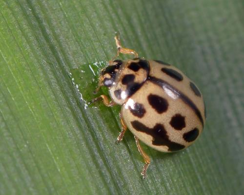 Tytthaspis sedecimpunctata