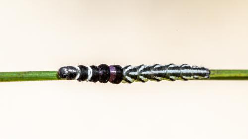 Réf. 286 331 : Helcystogramma sp.