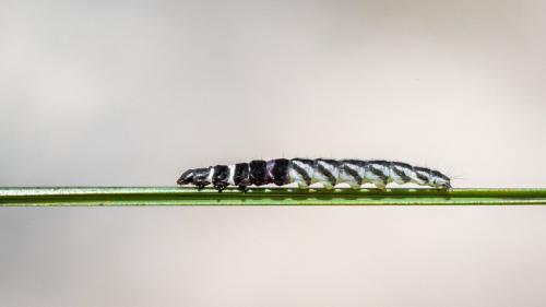 Helcystogramma sp.