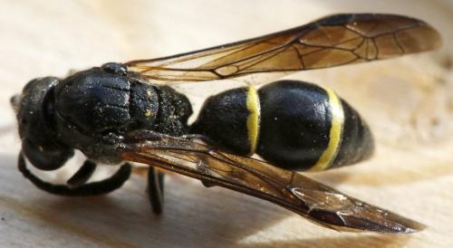 Symmorphus allobrogus
