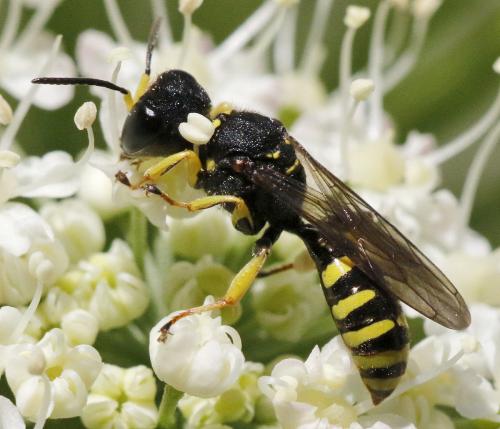 Ectemnius lituratus