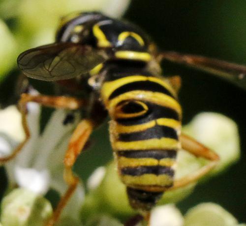 Spilomyia manicata
