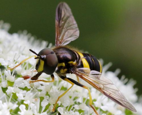 Réf. 286 136 : Chrysotoxum bicinctum