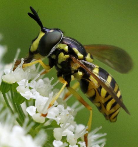 Réf. 286 165 : Chrysotoxum cautum