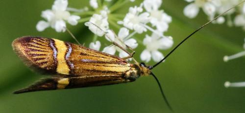 Nemophora sp.