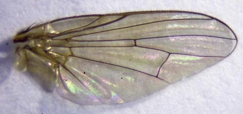 Delia platura