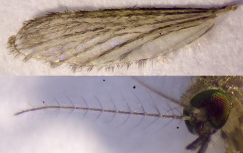Réf. 286 251 : Culex sp.