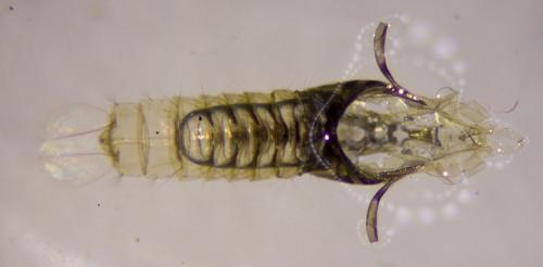 Réf. 286 247 : Culex sp.