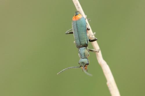 Anthomalachius strangulatus