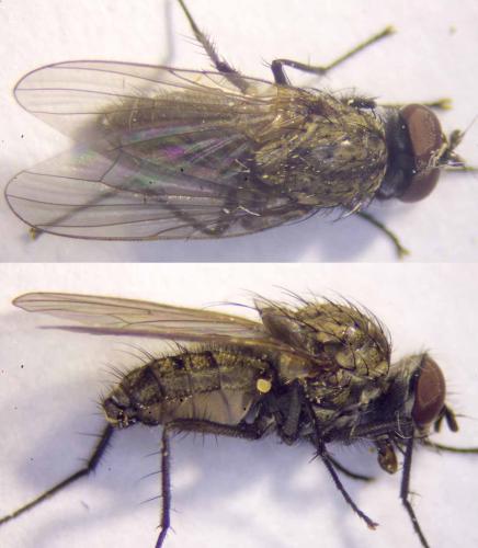Réf. 286 669 : Delia platura