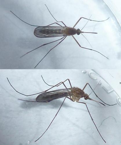 Réf. 286 250 : Culex sp.