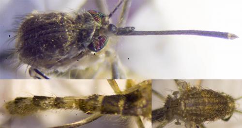 Réf. 286 252 : Culex sp.