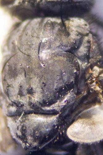 Calliphorinae