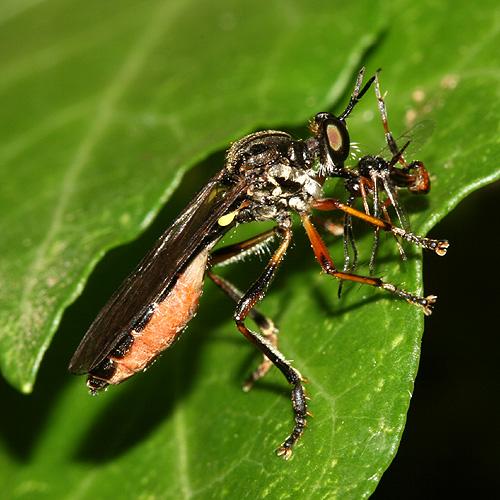Dioctria hyalipennis