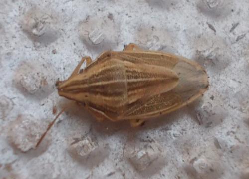 Aelia sp.