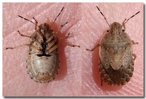 Sciocoris macrocephalus