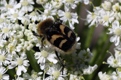 Réf. 286 874 : Trichius sp.