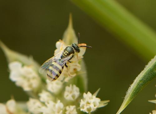 Ceylalictus variegatus