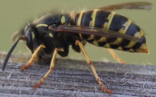 Dolichovespula sp.