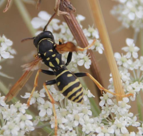 Réf. 286 833 : Polistes nimpha