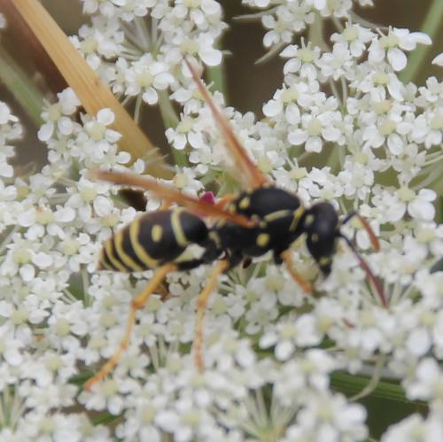 Réf. 286 900 : Polistes nimpha