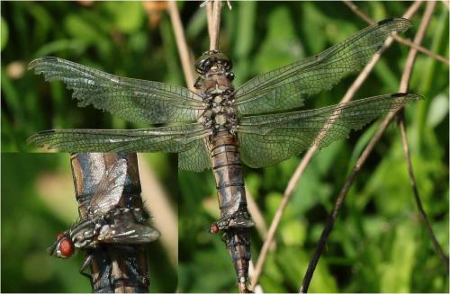 Sarcophaga sp.