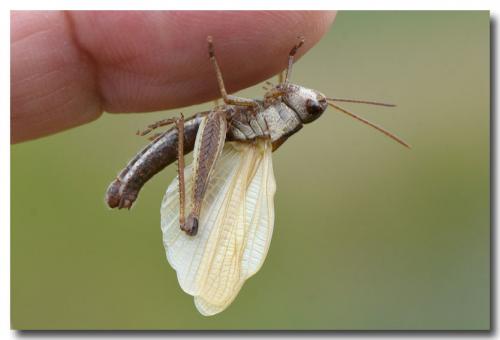 Réf. 286 589 : Stauroderus scalaris scalaris