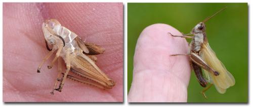 Réf. 286 590 : Stauroderus scalaris scalaris