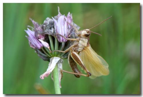 Réf. 286 591 : Stauroderus scalaris scalaris