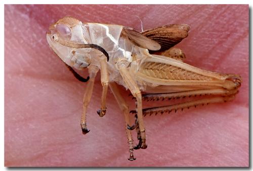Réf. 286 712 : Stauroderus scalaris scalaris
