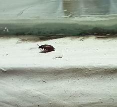 Attagenus smirnovi