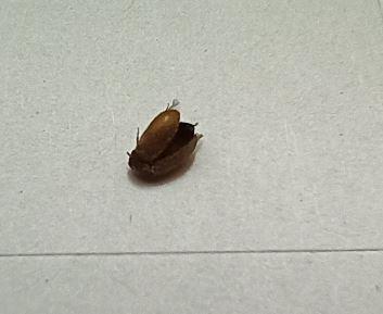 Attagenus smirnovi