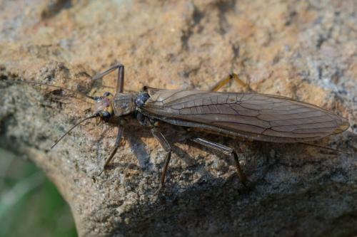 Réf. 286 720 : Perla marginata