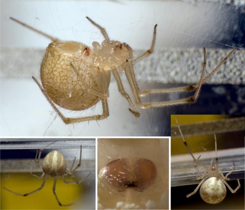 Réf. 286 635 : Heterotheridion nigrovariegatum