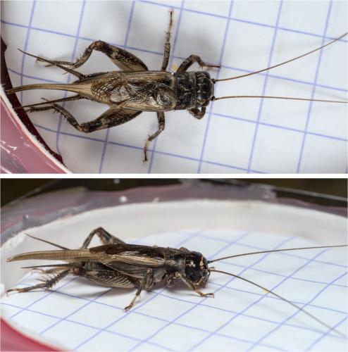 Eumodicogryllus bordigalensis bordigalensis