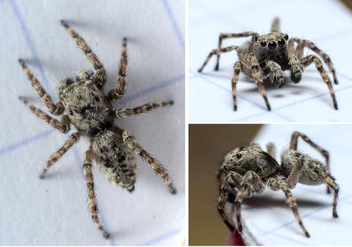 Réf. 286 206 : Attulus pubescens