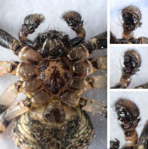 Réf. 286 063 : Ozyptila praticola