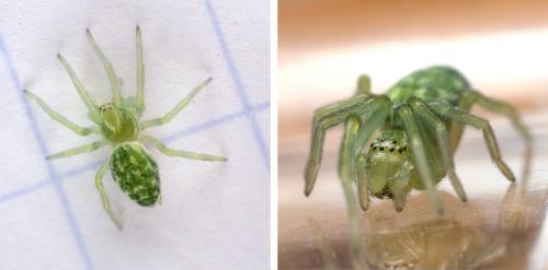 Nigma walckenaeri