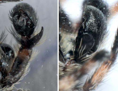 Réf. 286 207 : Attulus pubescens