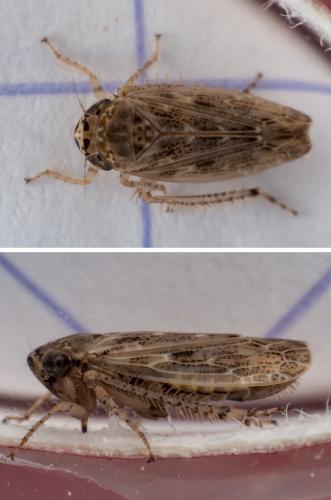 Euscelidius variegatus